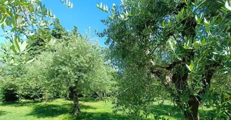 Grön skog på Kreta under en Yoga och vandringsresa