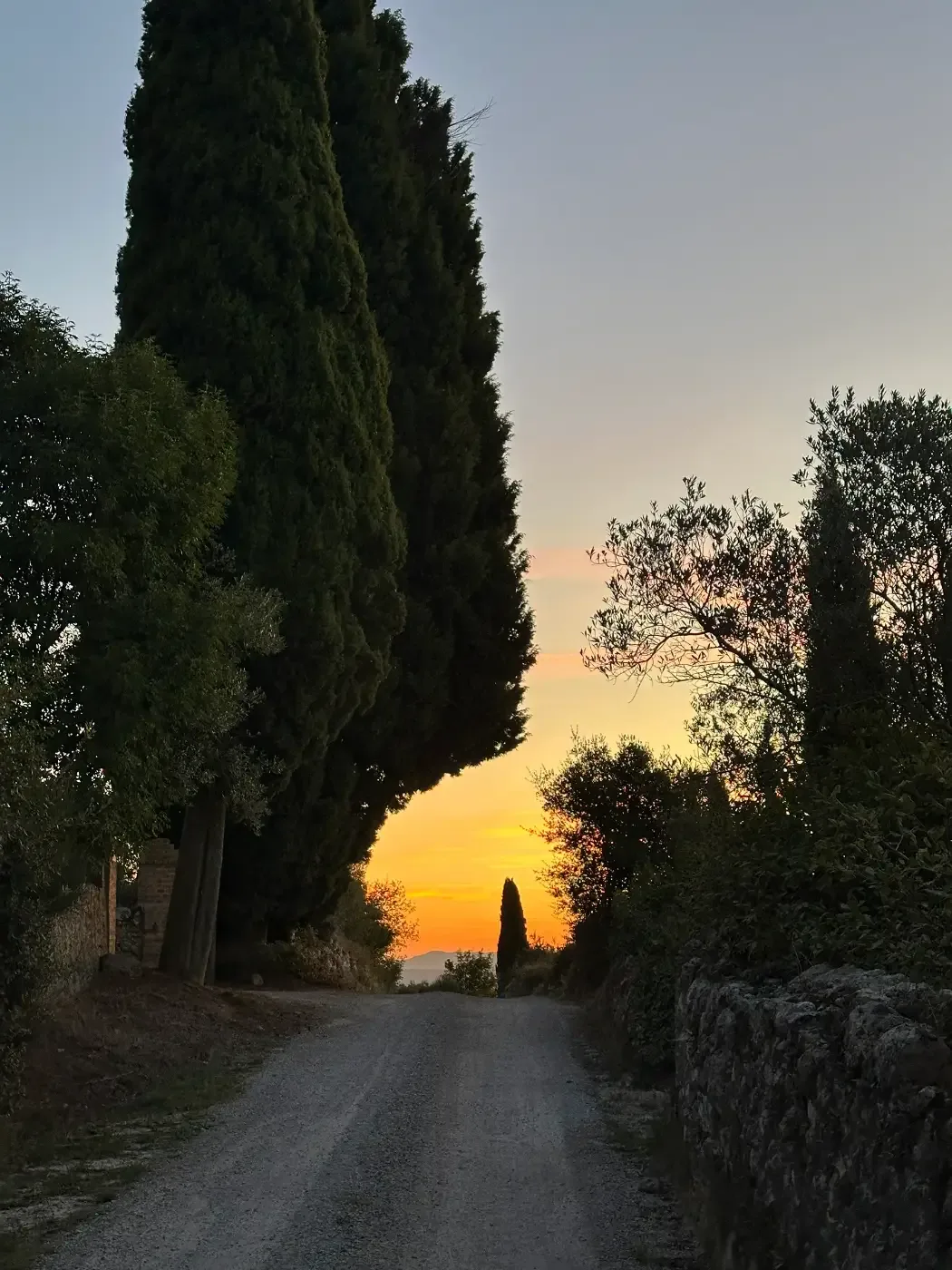 Solnedgång längs en cypresskantad väg på landsbygden i Toscana