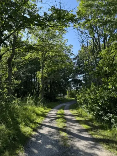 Lugn naturstig omgiven av grönska nära retreatboende på södra Gotland