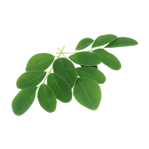 Gröna blad som symboliserar healing och naturligt välmående