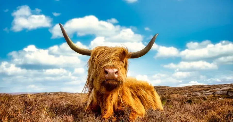 En tjur med horn på landet