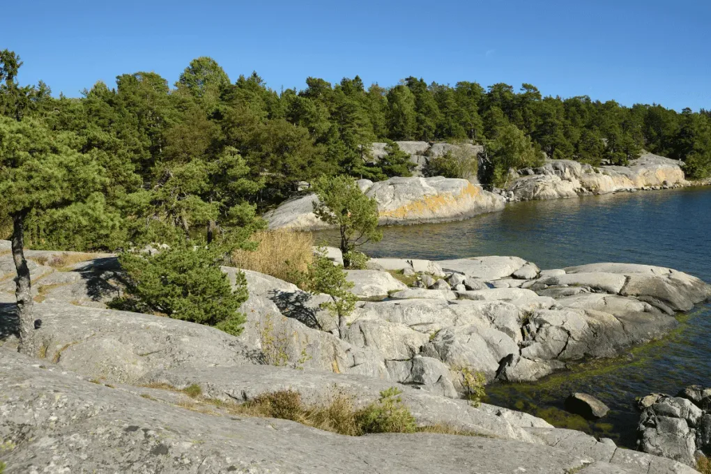 Klippig kust och tallskog i den svenska skärgården