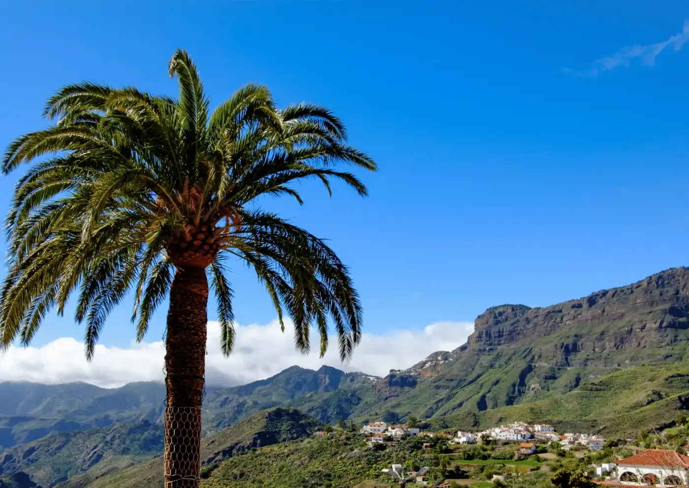 En palm framför ett grönt bergslandskap med en liten by på Teneriffa under klarblå himmel.