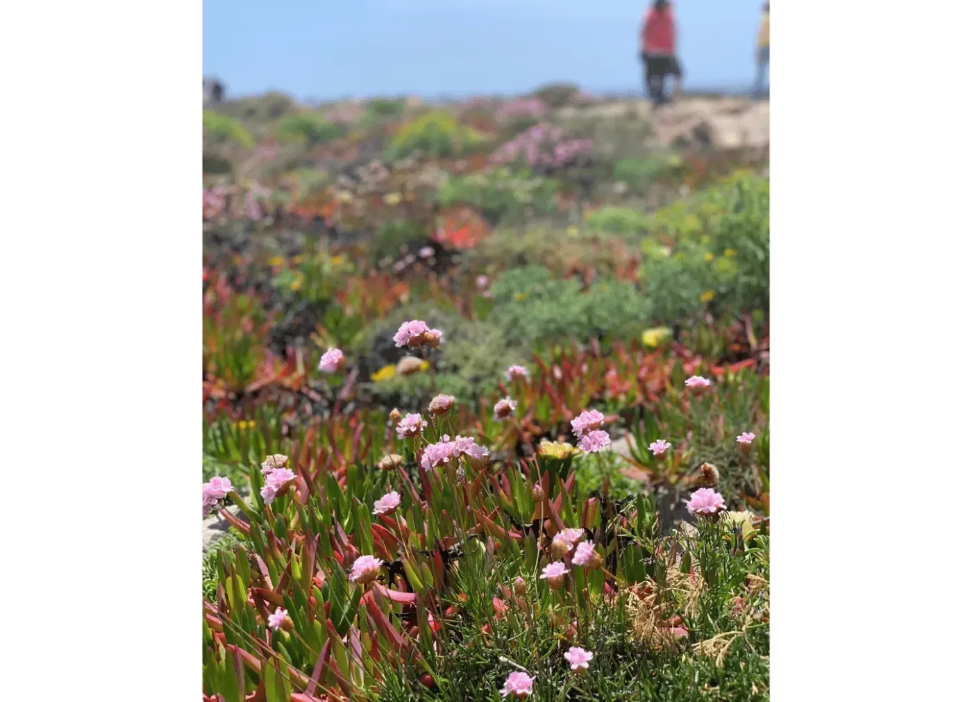 Vilda blommor i naturen kring bokaretreats retreat i Salema, Portugal