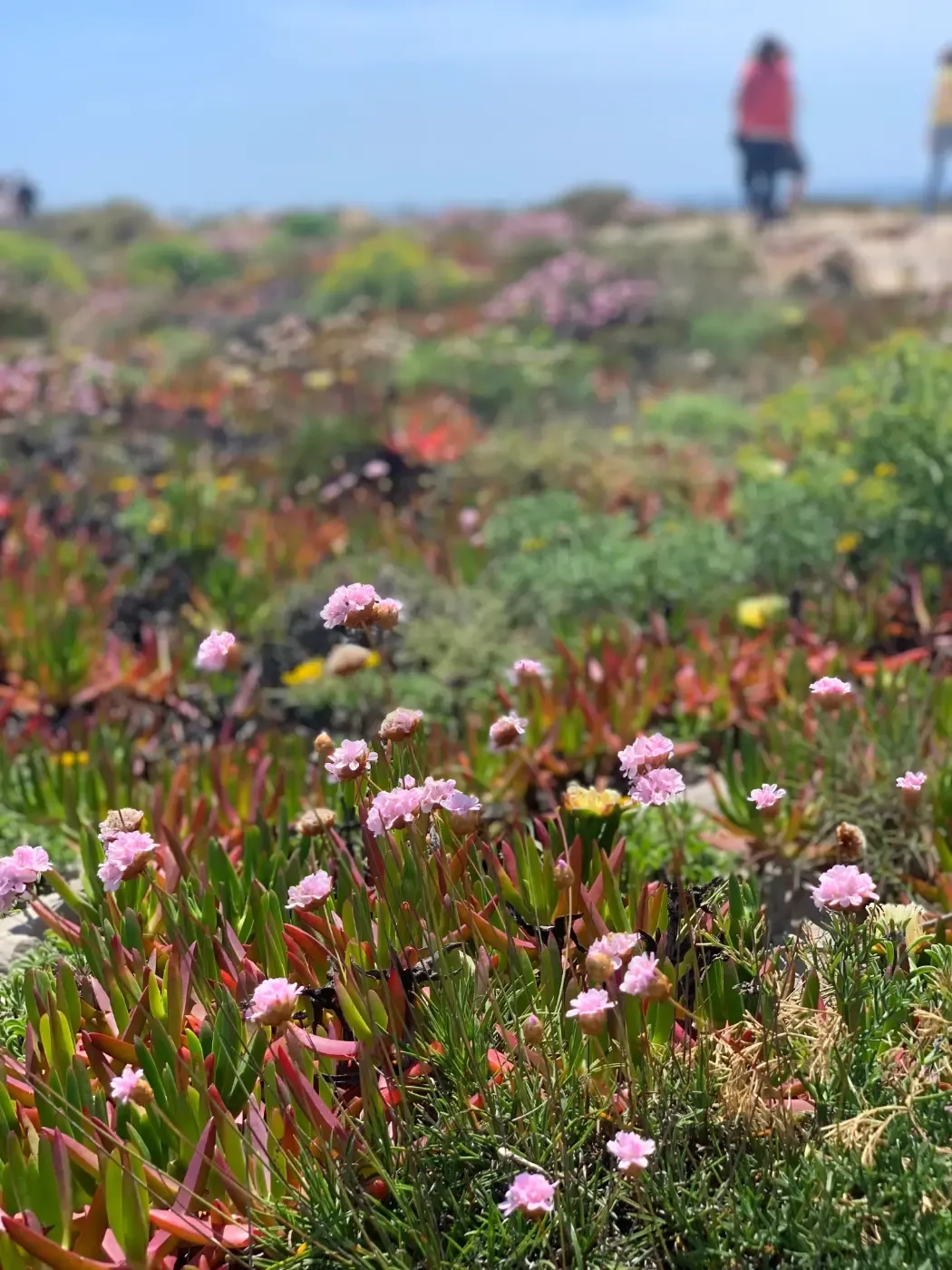 Rosa strandblommor växer bland färgstark kustvegetation, medan suddiga personer syns på klipporna i bakgrunden.