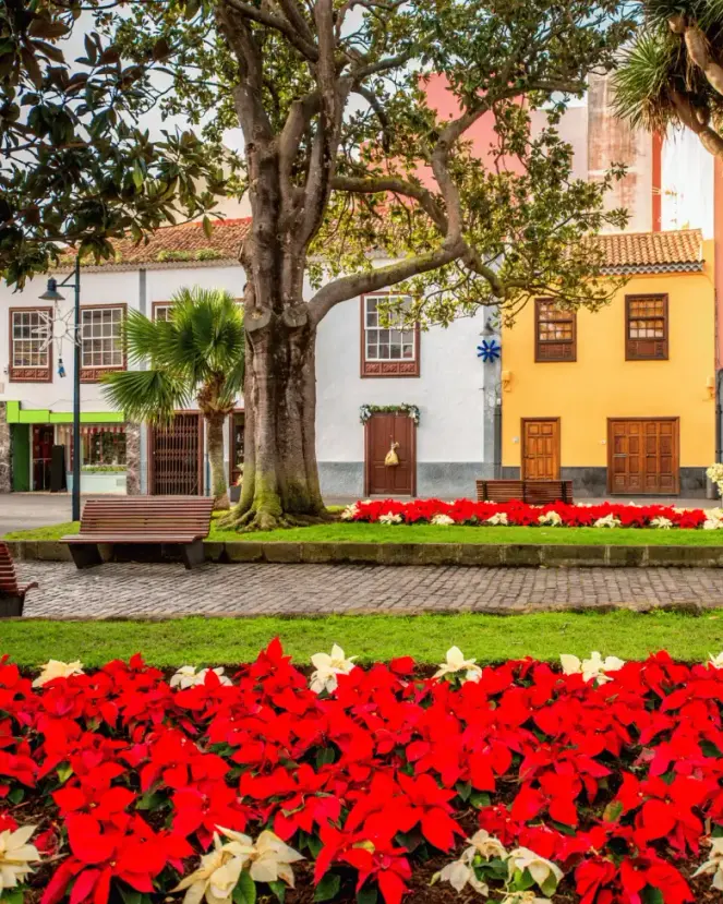 En grönskande stadspark i Puerto de la Cruz med blomsterplanteringar, en stor skuggande trädstam och färgglada traditionella hus i bakgrunden.