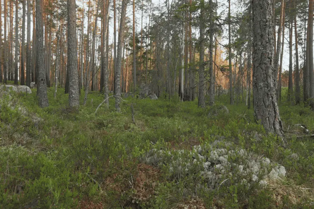 Tallskog med grön mossa i svensk natur