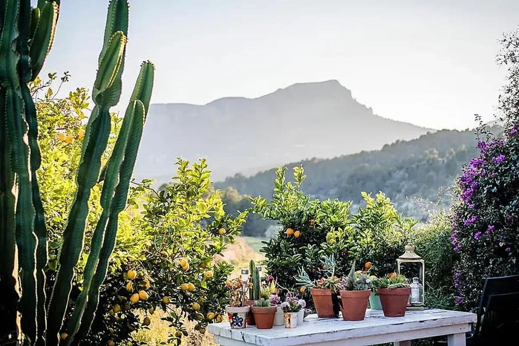 En solig terrass med kaktusar, citrus- och krukväxter samt utsikt över ett bergigt landskap i Calpe.