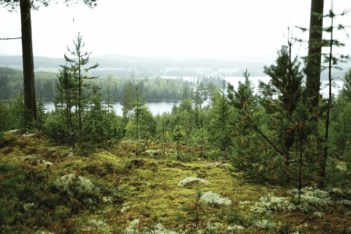 Utsikt över skog och sjöar i svensk natur