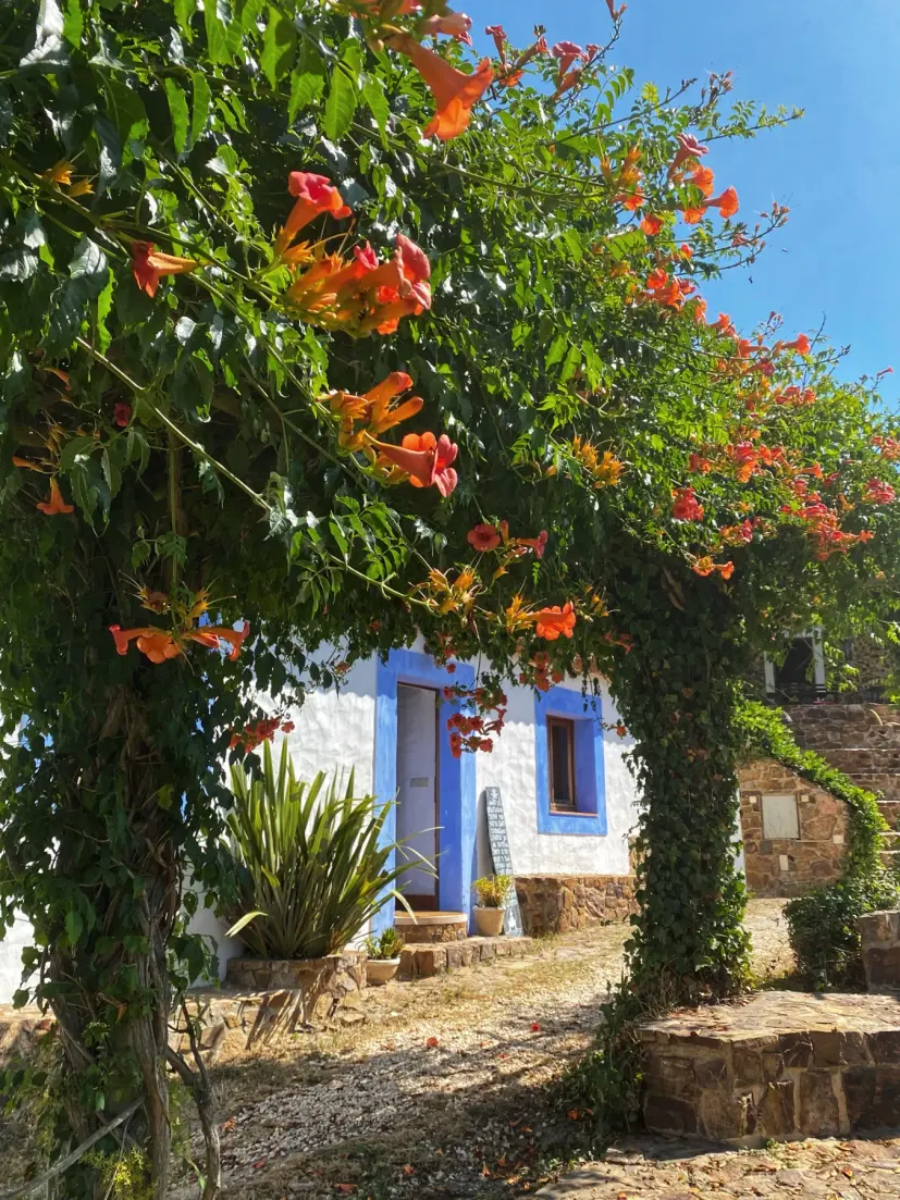 En vitkalkad byggnad med blå dörr och fönster omgiven av grönska och orange trumpetblommor under en klarblå himmel.